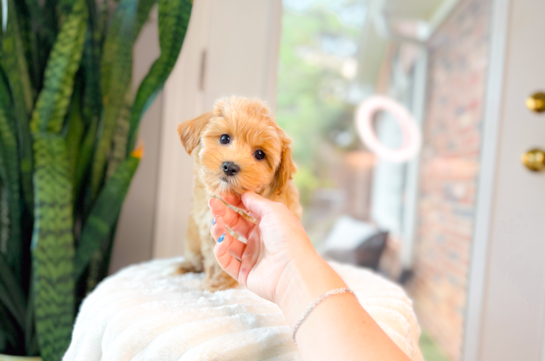 Cute Maltipoo Poodle Mix Pup