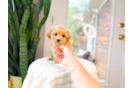 Maltipoo Pup Being Cute