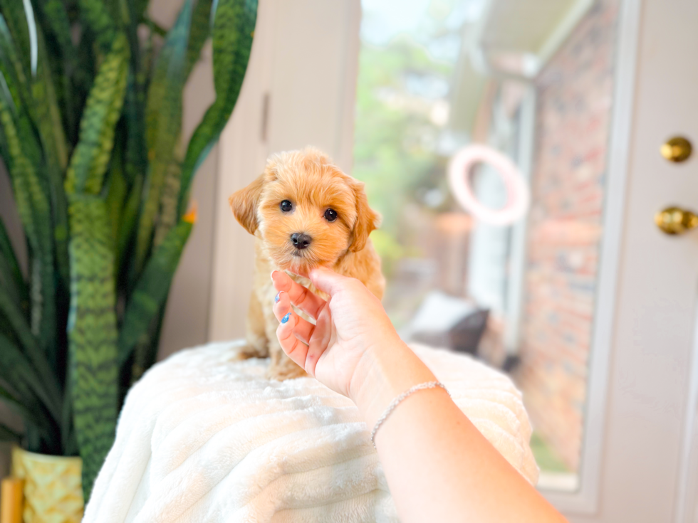 Maltipoo Pup Being Cute