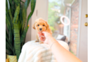 Maltipoo Pup Being Cute