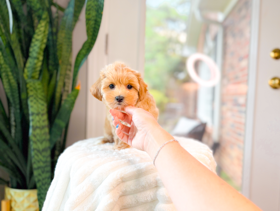 Maltipoo Pup Being Cute