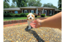 Maltipoo Pup Being Cute