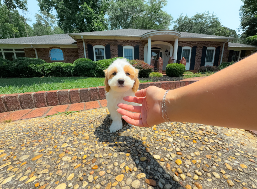 Maltipoo Pup Being Cute