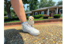 Cute Maltipoo Baby