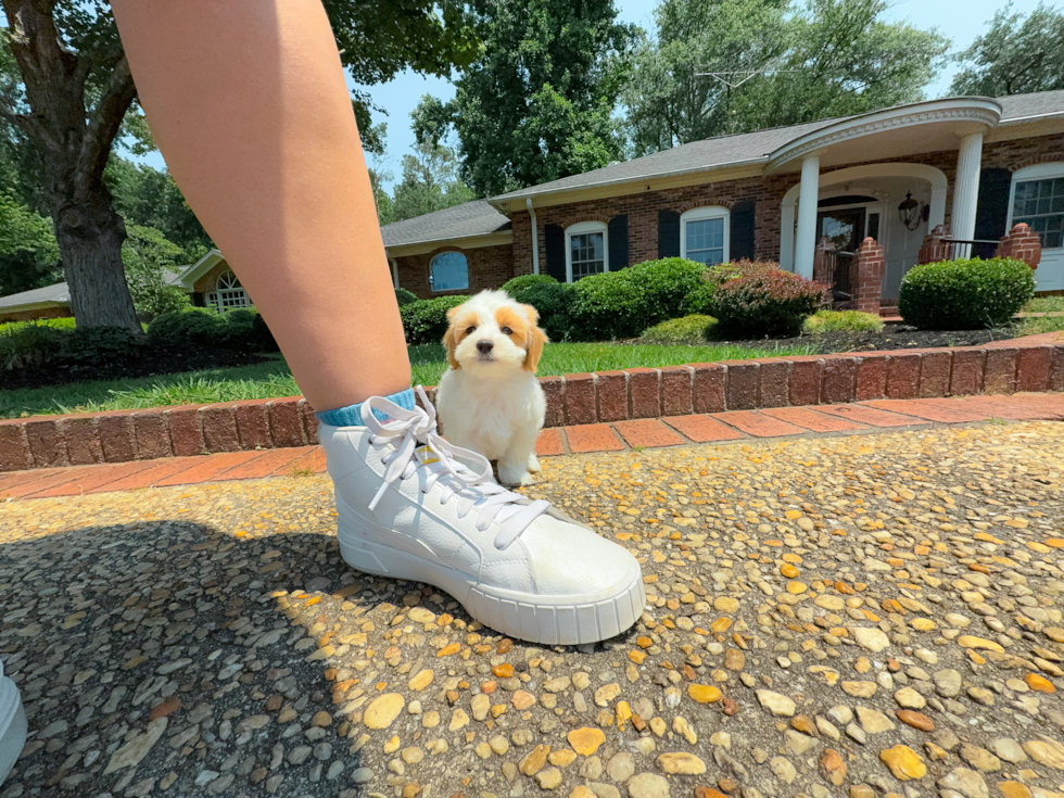 Cute Maltipoo Baby
