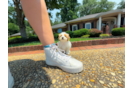 Cute Maltipoo Baby