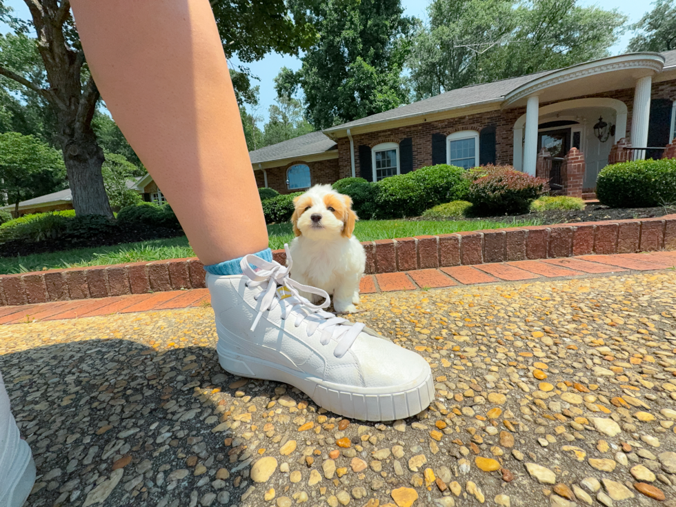 Cute Maltipoo Baby