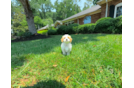 Cute Maltipoo Poodle Mix Pup