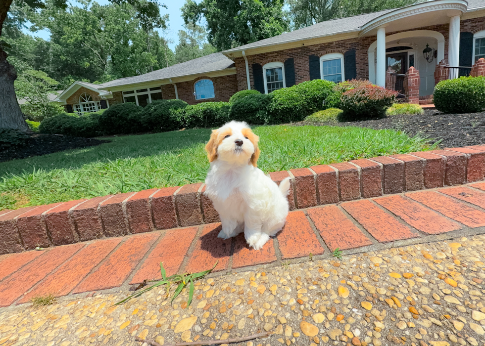 Cute Malt a Poo Poodle Mix Puppy