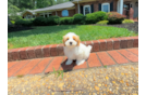 Cute Maltipoo Poodle Mix Pup