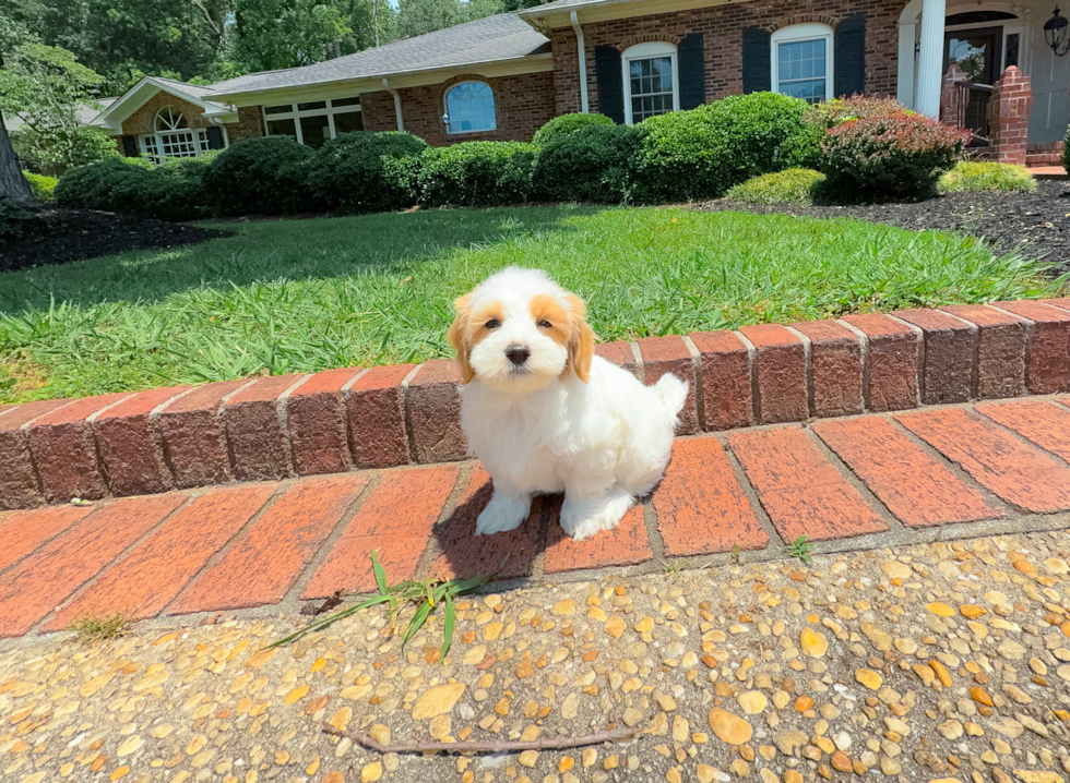 Cute Maltipoo Poodle Mix Pup