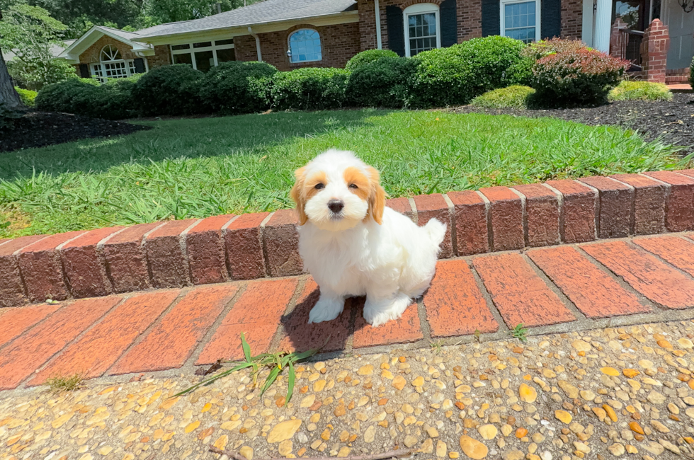 10 week old Maltipoo Puppy For Sale - Simply Southern Pups