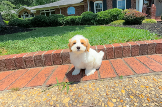 Cute Maltipoo Poodle Mix Pup