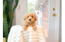 Maltipoo Puppy for Adoption