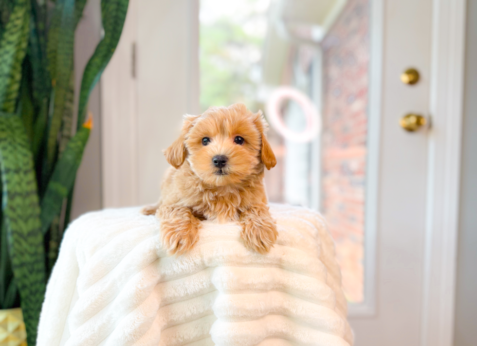 Maltipoo Puppy for Adoption