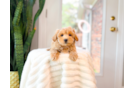 Maltipoo Pup Being Cute