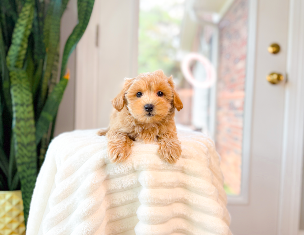 Maltipoo Pup Being Cute