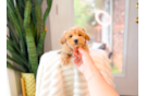 Cute Malt a Poo Poodle Mix Puppy