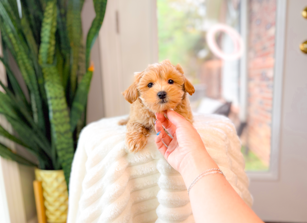 Cute Malt a Poo Poodle Mix Puppy