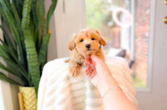 Cute Malt a Poo Poodle Mix Puppy