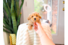 Cute Maltipoo Poodle Mix Pup