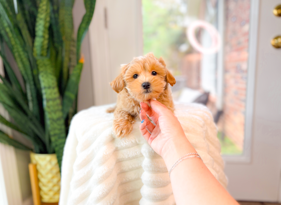 Cute Maltipoo Poodle Mix Pup
