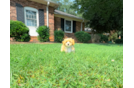 Cute Maltipoo Baby