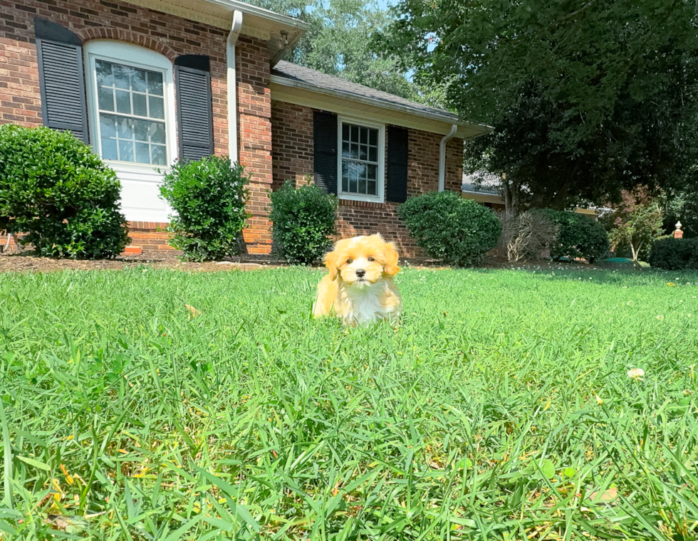 Cute Maltipoo Baby