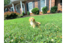 Cute Malt a Poo Poodle Mix Puppy