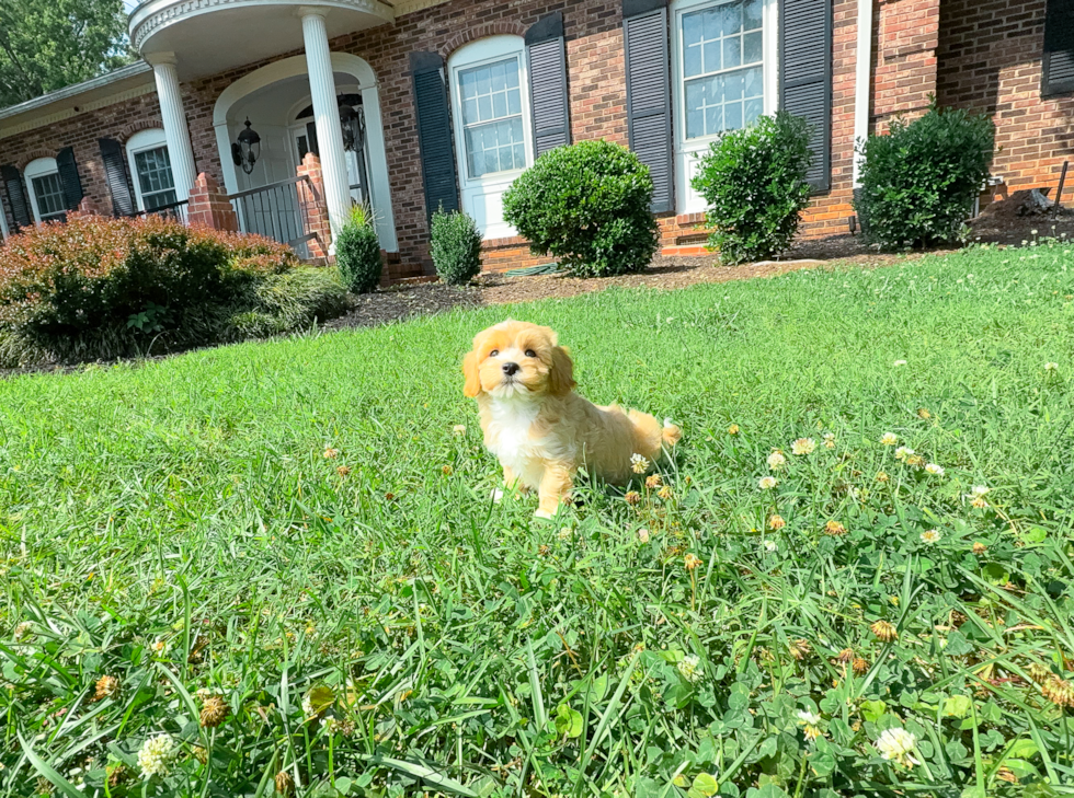 Cute Malt a Poo Poodle Mix Puppy
