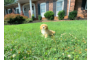 Best Maltipoo Baby