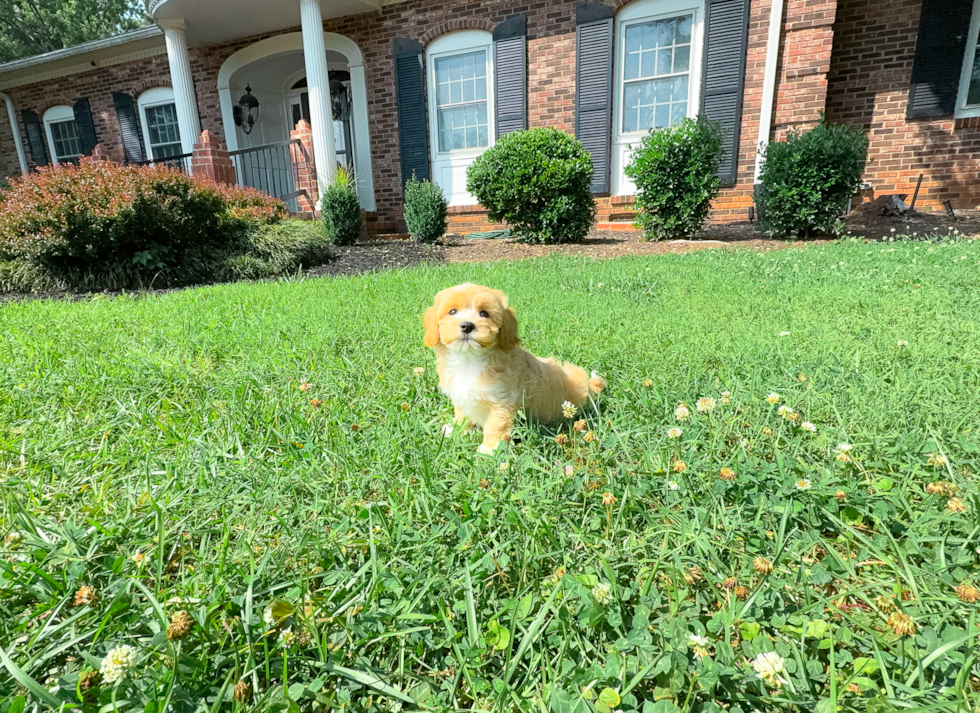 Best Maltipoo Baby