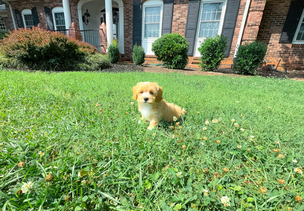 Cute Maltipoo Poodle Mix Pup