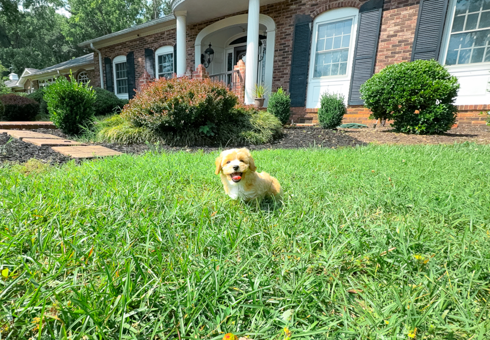 Cute Malt a Poo Poodle Mix Puppy