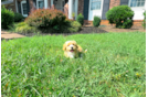 Cute Maltipoo Baby