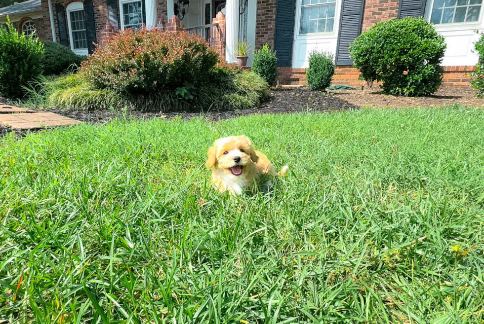 Cute Maltipoo Baby