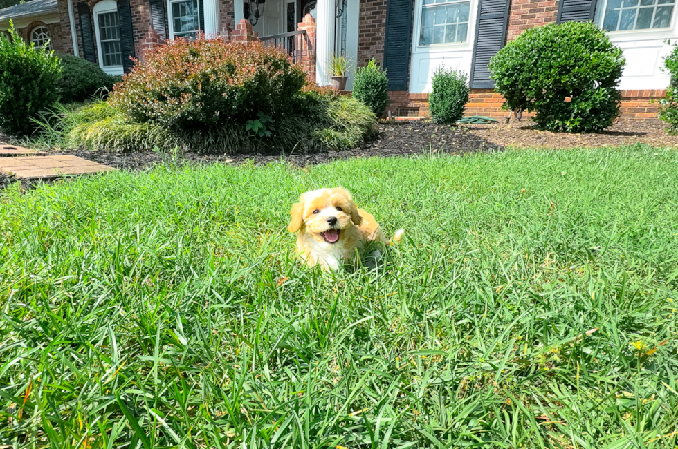 10 week old Maltipoo Puppy For Sale - Simply Southern Pups
