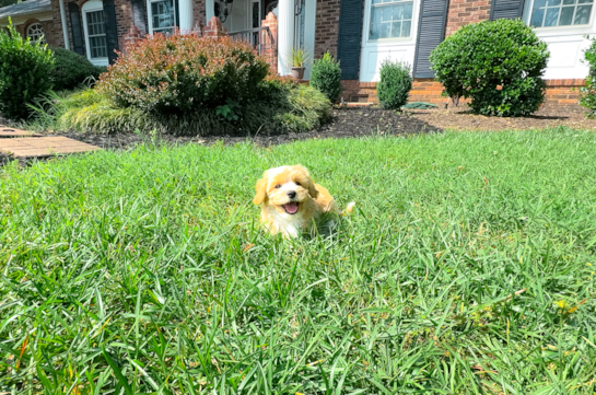 Cute Maltipoo Baby
