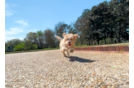 Cute Maltese Poodle Poodle Mix Puppy