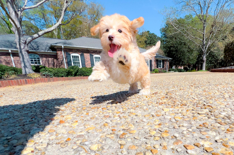 12 week old Maltipoo Puppy For Sale - Simply Southern Pups