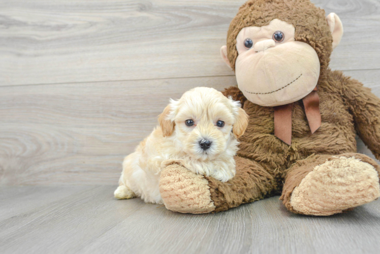 Small Maltipoo Baby