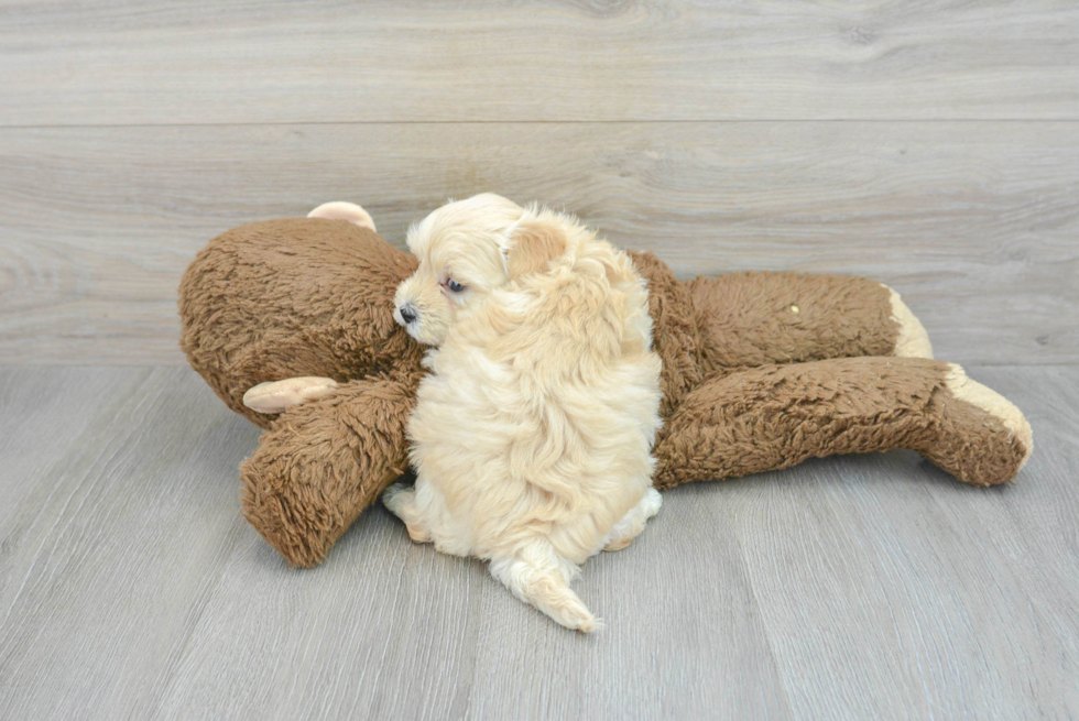 Popular Maltipoo Poodle Mix Pup