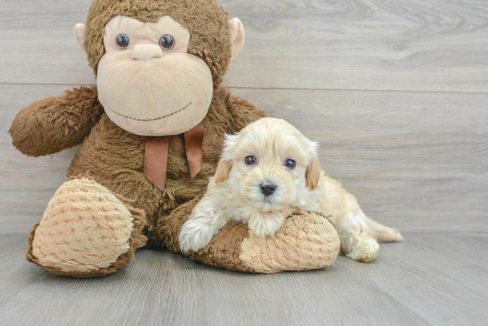 Petite Maltipoo Poodle Mix Pup