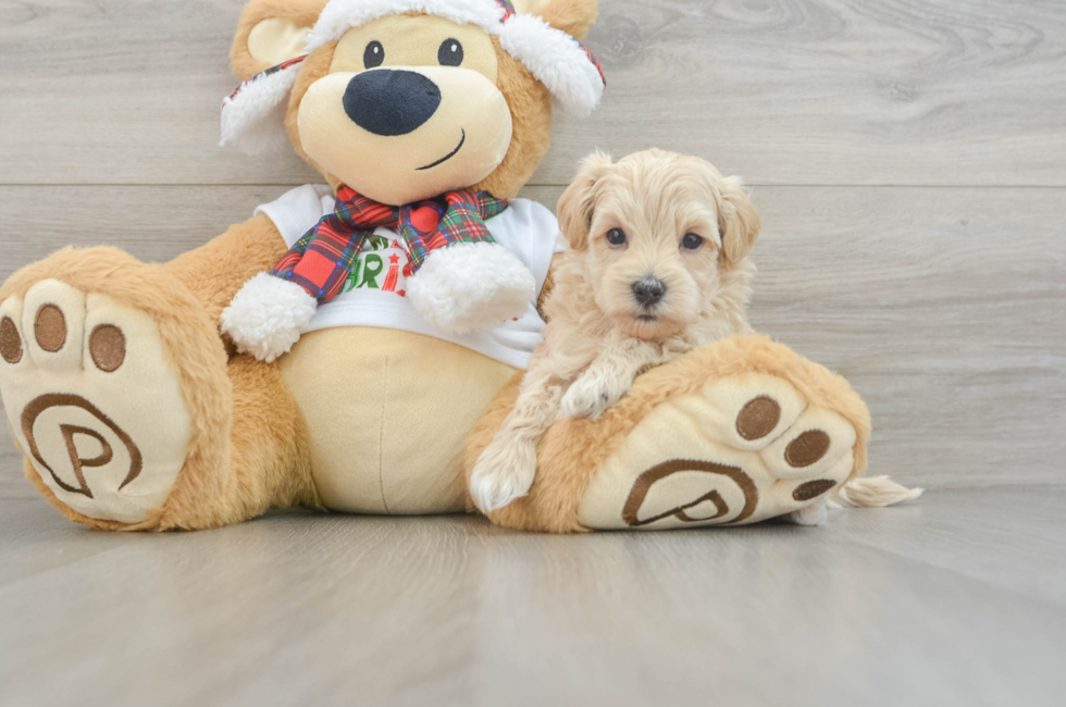 6 week old Maltipoo Puppy For Sale - Simply Southern Pups