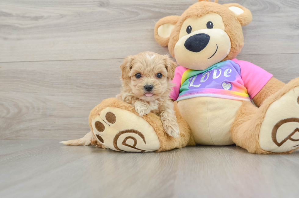 6 week old Maltipoo Puppy For Sale - Simply Southern Pups