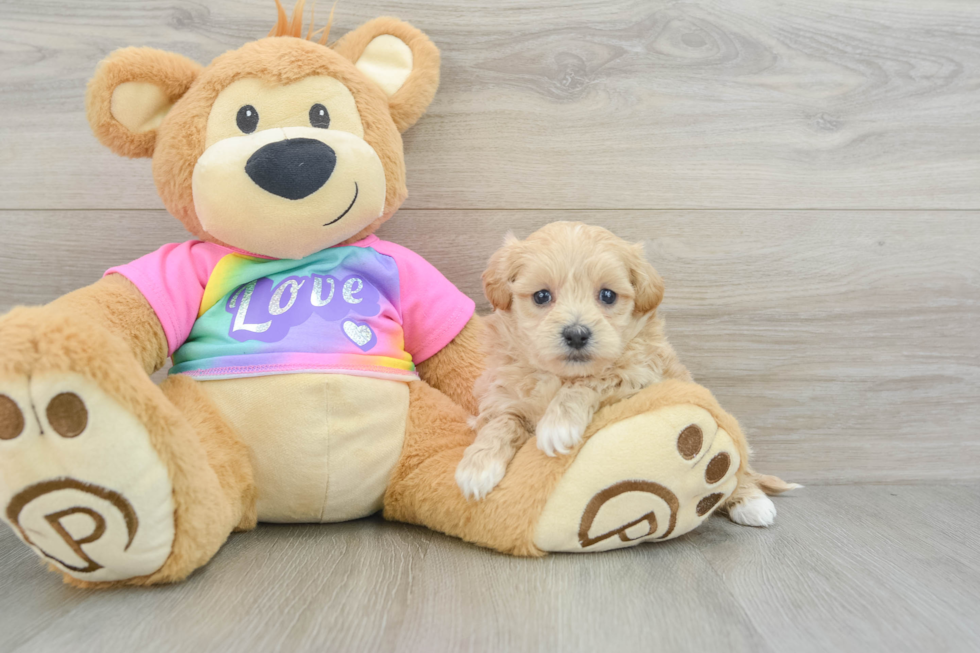 Fluffy Maltipoo Poodle Mix Pup