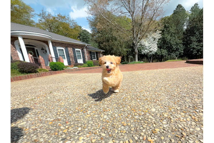 Maltipoo Pup Being Cute