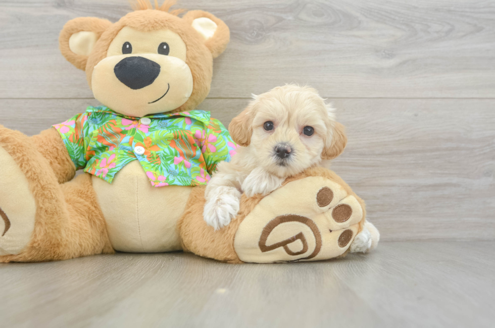 7 week old Maltipoo Puppy For Sale - Simply Southern Pups