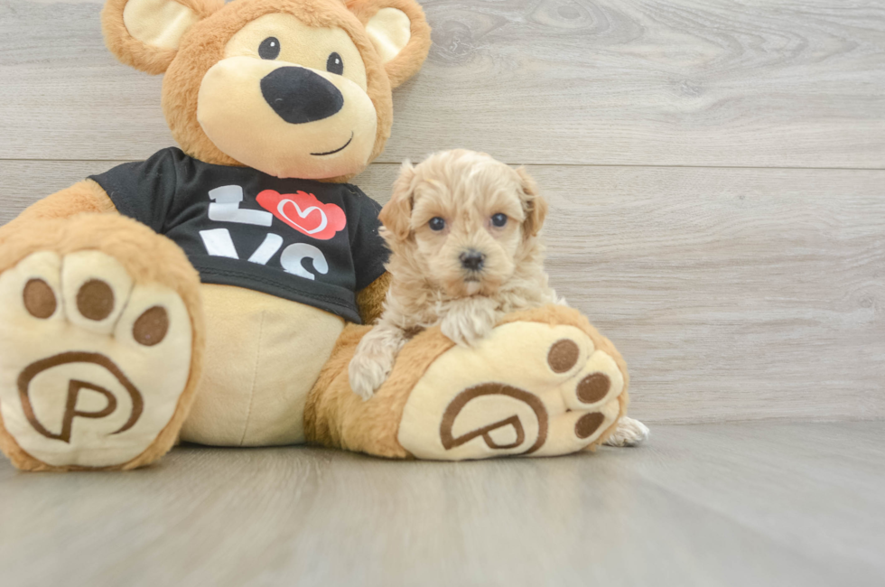 5 week old Maltipoo Puppy For Sale - Simply Southern Pups