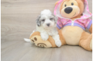 Maltipoo Puppy for Adoption